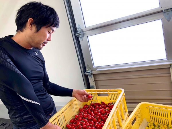 本田農園のトマトは首都圏で人気です