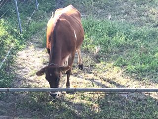 平松牧場の牛