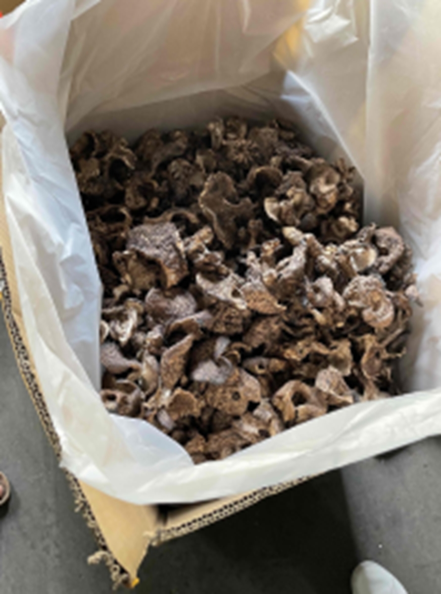香茸:日本の伝統を彩る香り高い秋の味覚 | 金沢・近江町 株式会社松本