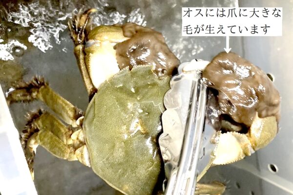 オスのモクズガニのカニツメは大きく美味です。