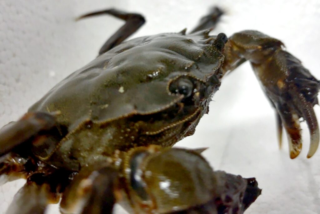 カニミソと卵をたっぷりと持ったメスのモクズガニ