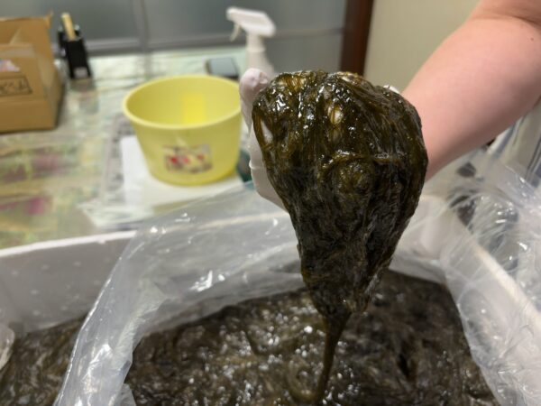 これが送られてきてすぐの岩モズクです